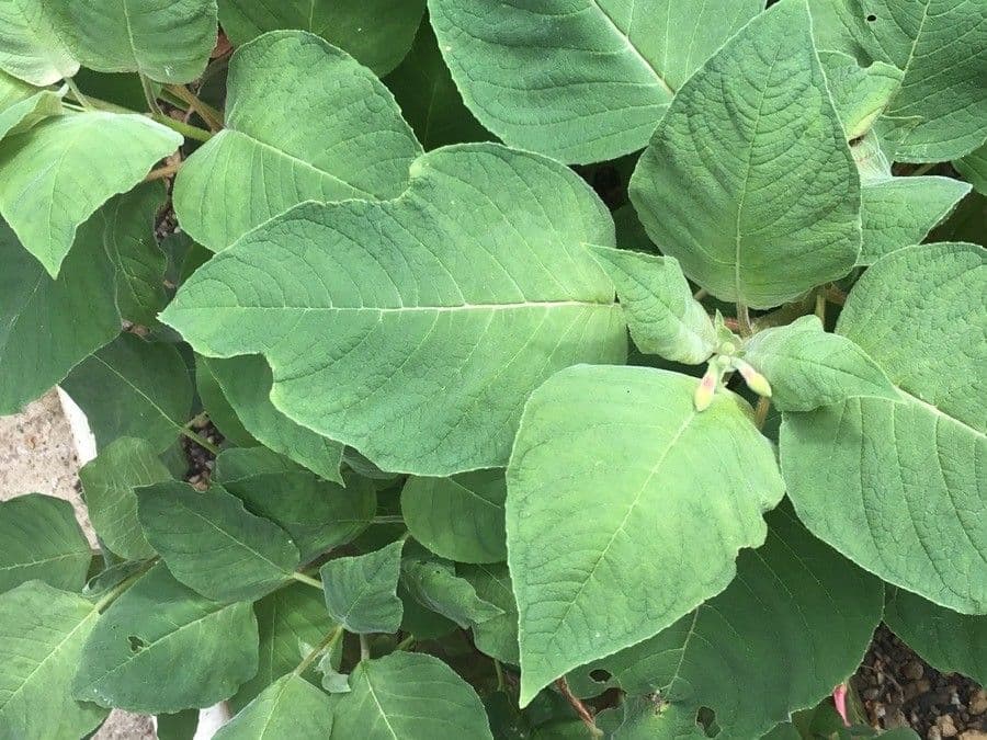 Fuchsien 8