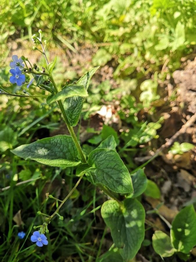 Brunnera macrophylla 11