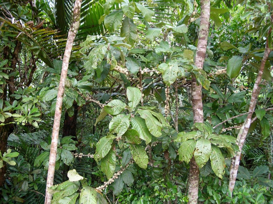 Pycnandra balansae 16