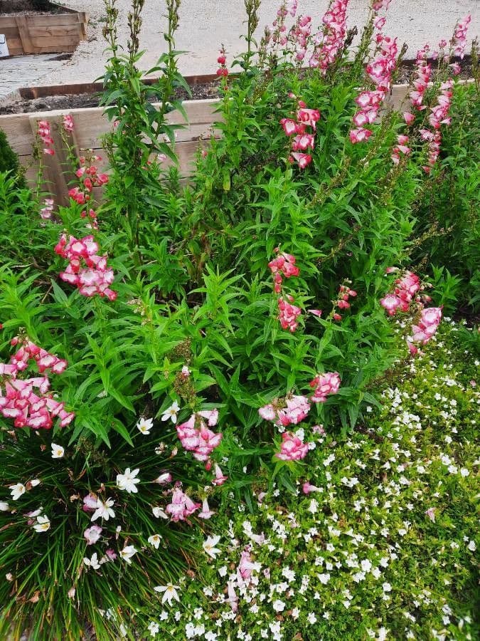 Penstemon di Hartweg 9