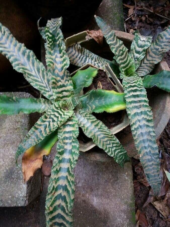 Cryptanthus 17