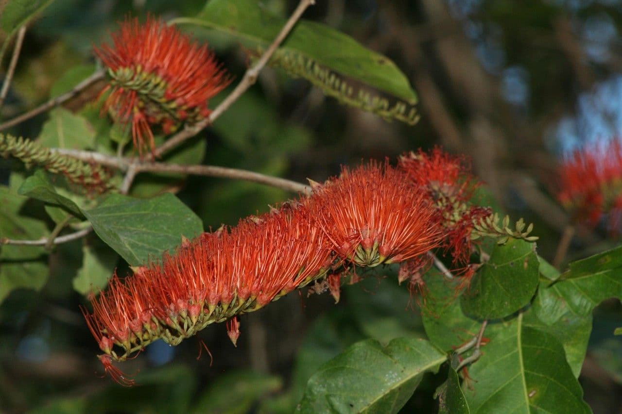 Combretum farinosum 2