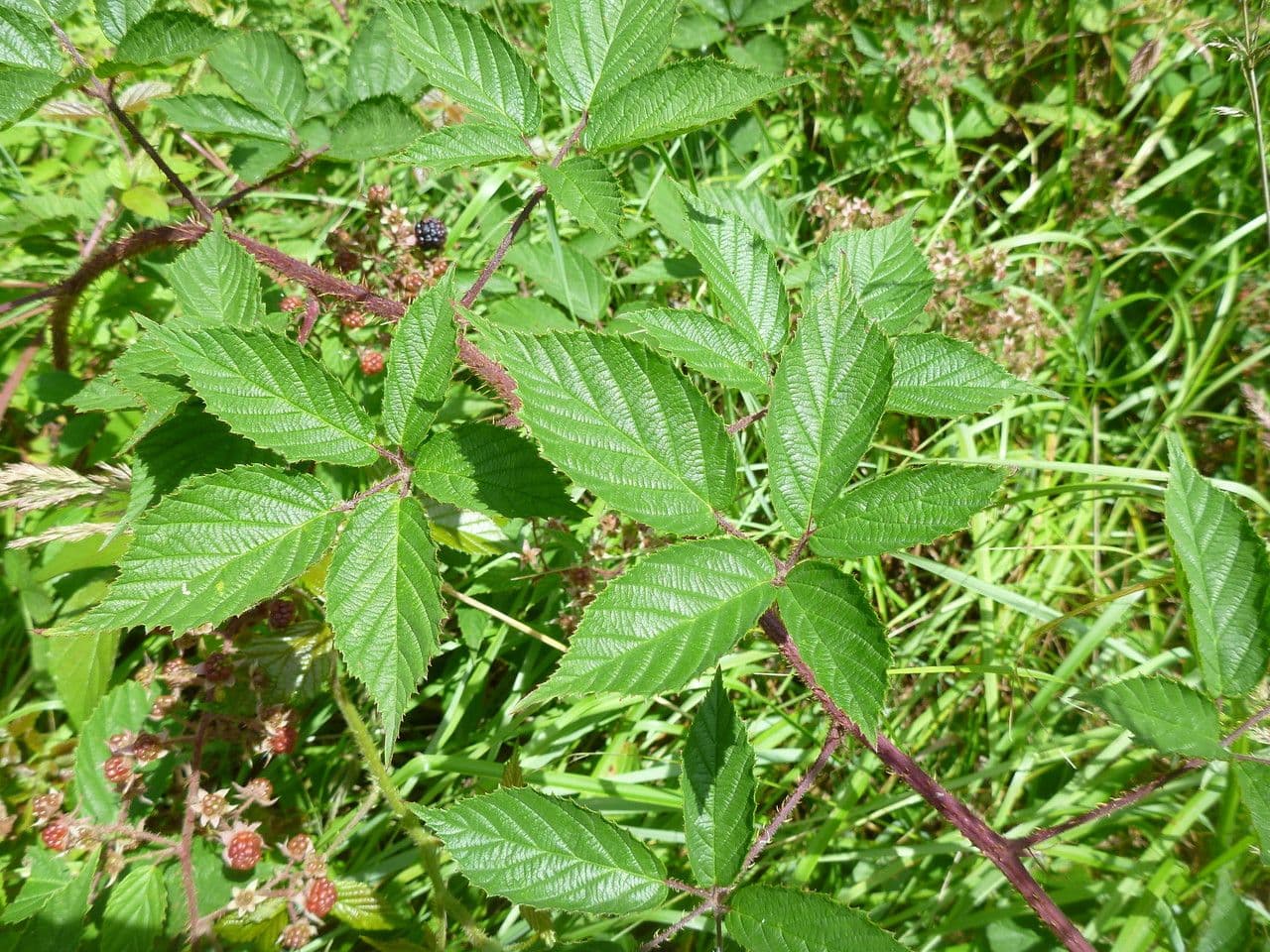 Brombeere 5