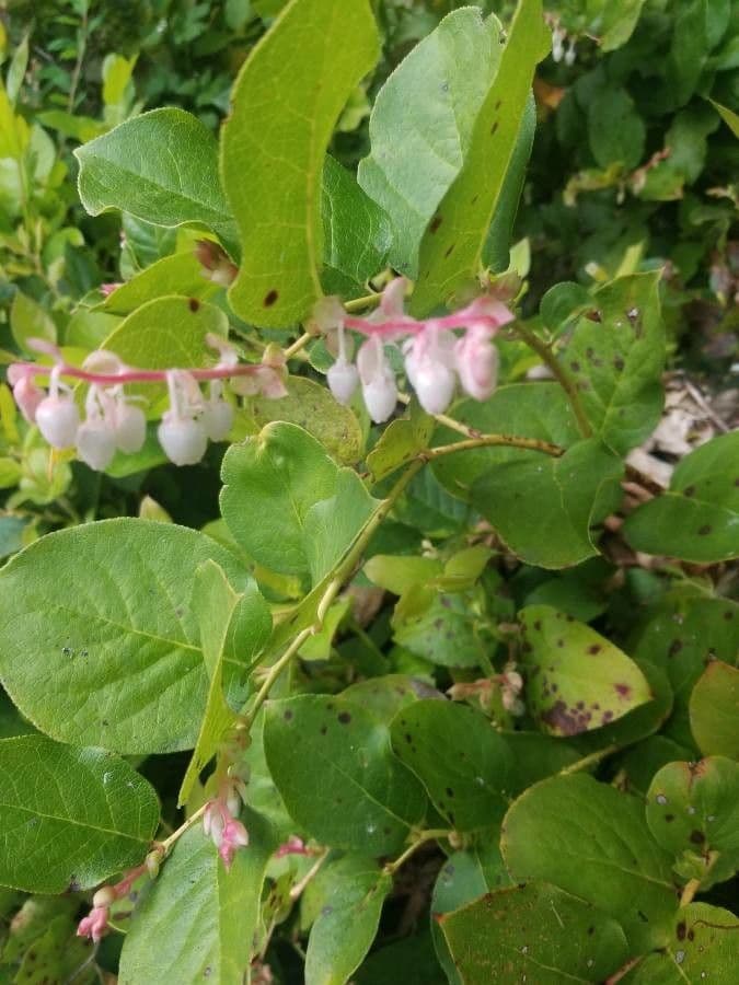 Hohe Scheinbeere 26