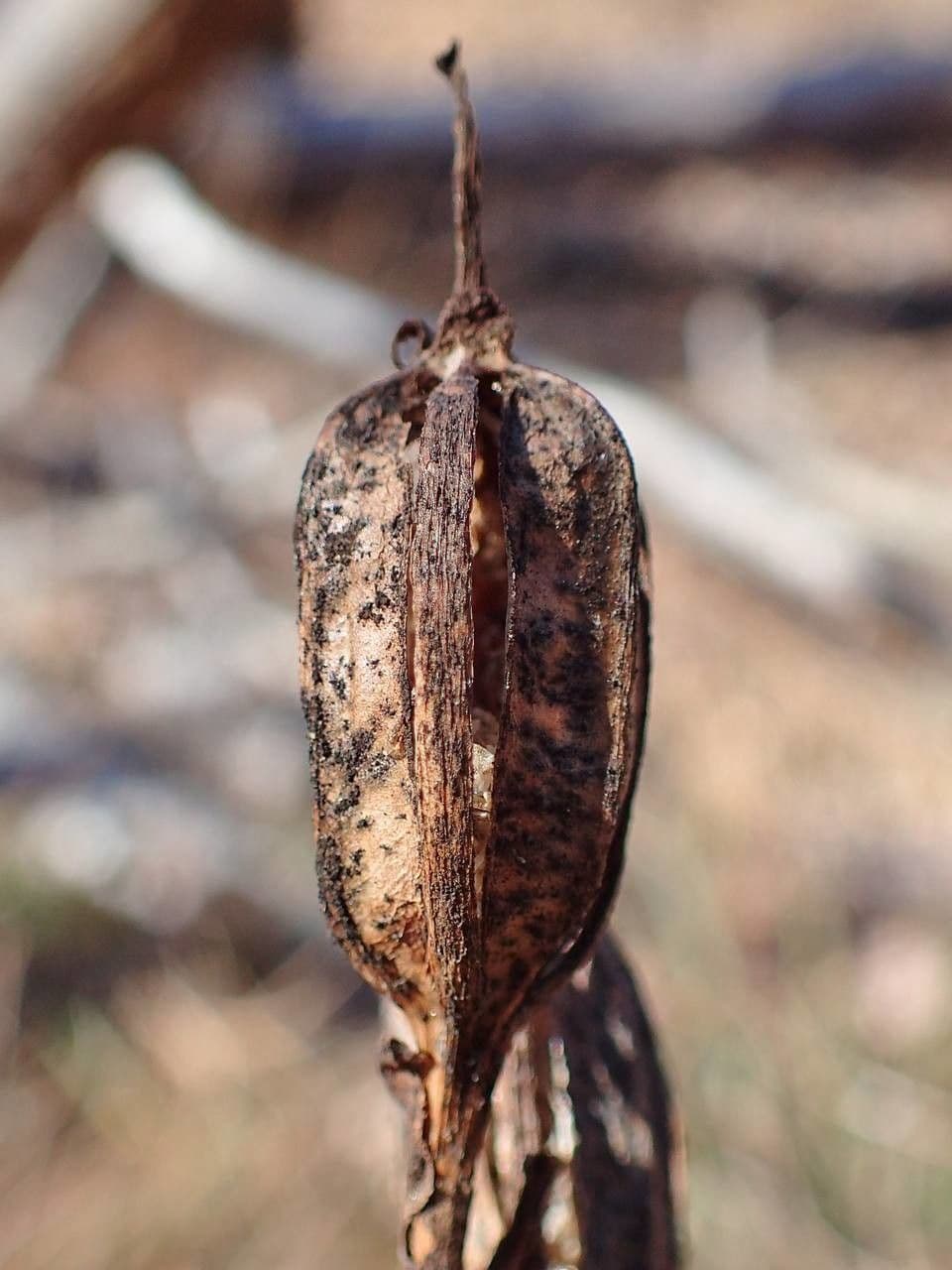 Cefalantera pallida 3