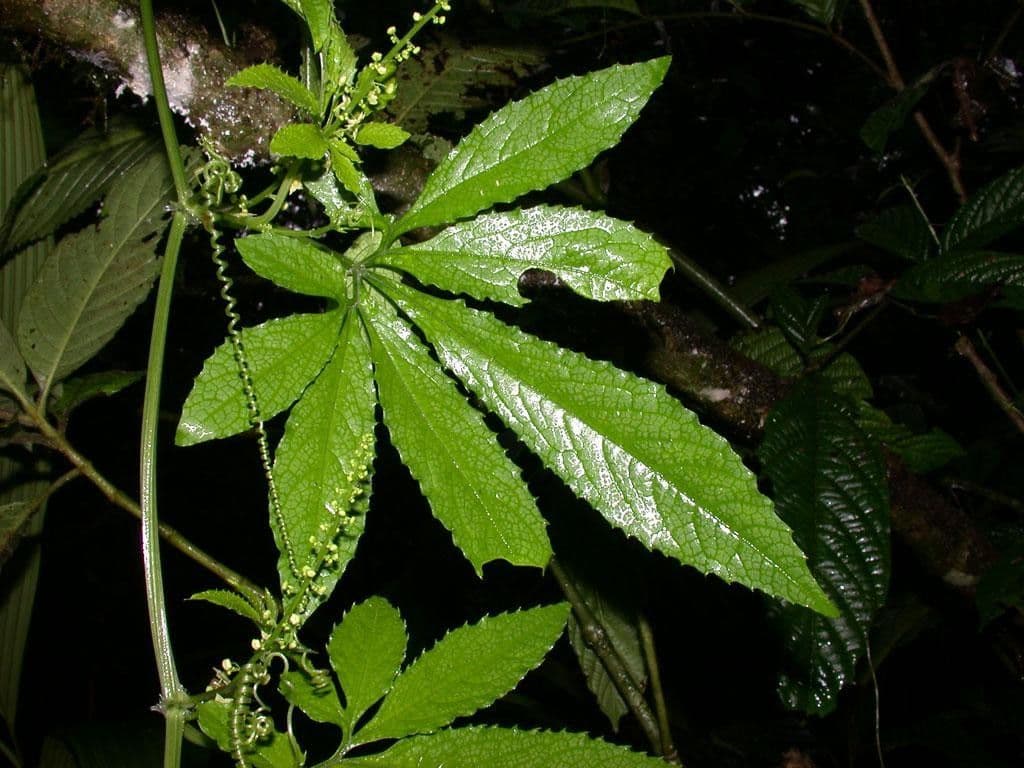 Cyclanthera 16