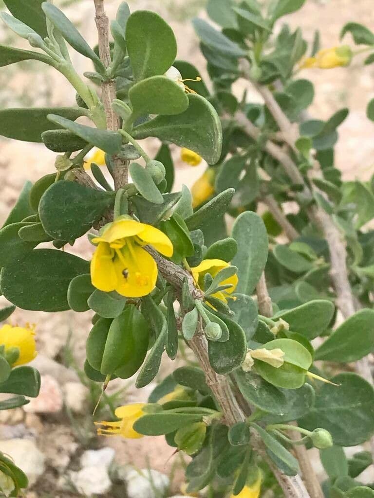 Zygophyllum 3