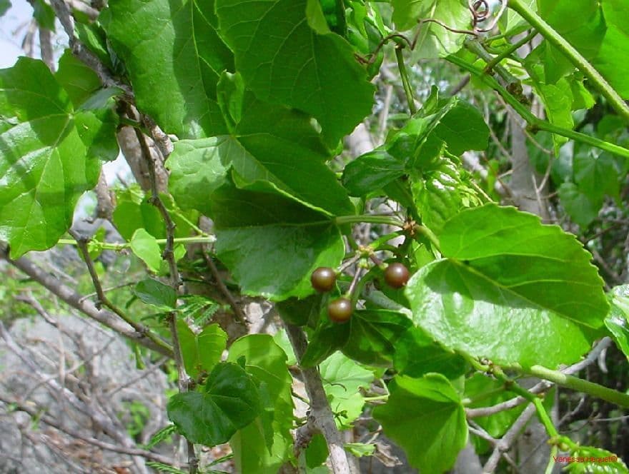 Cissus 6