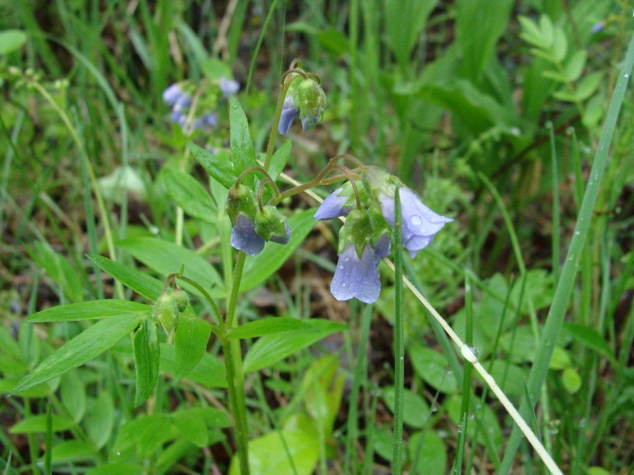 Polemonium reptans 8