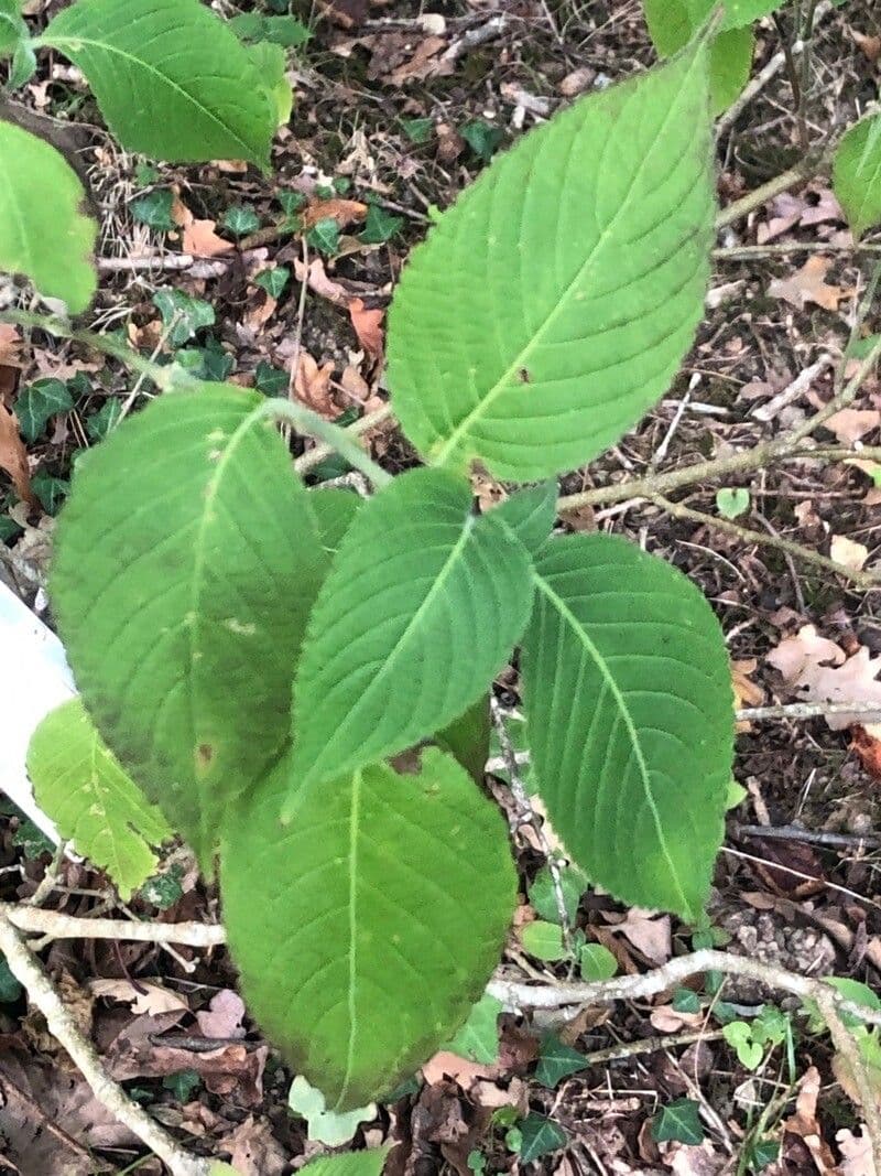 Strobilanthes 5