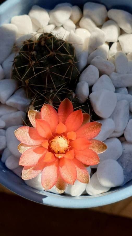 Gymnocalycium verde-rosso 5