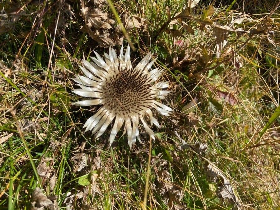Silberdistel 6