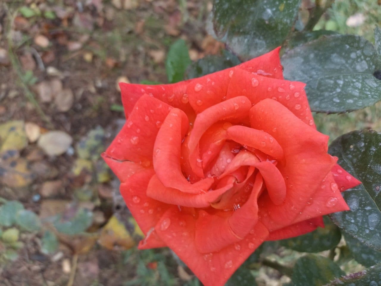 Rosa 28