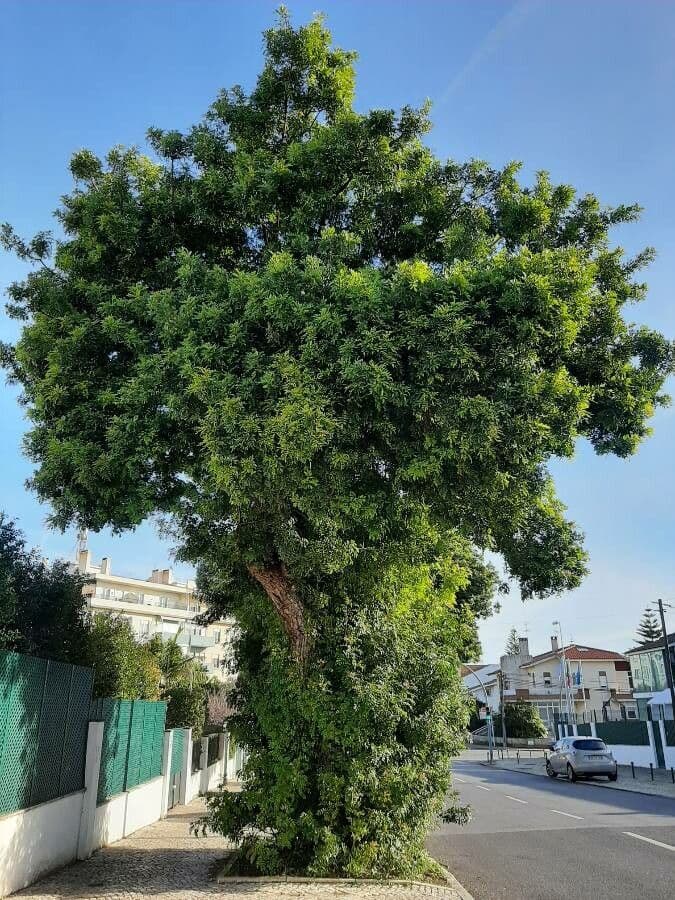 Brazilian peppertree 13