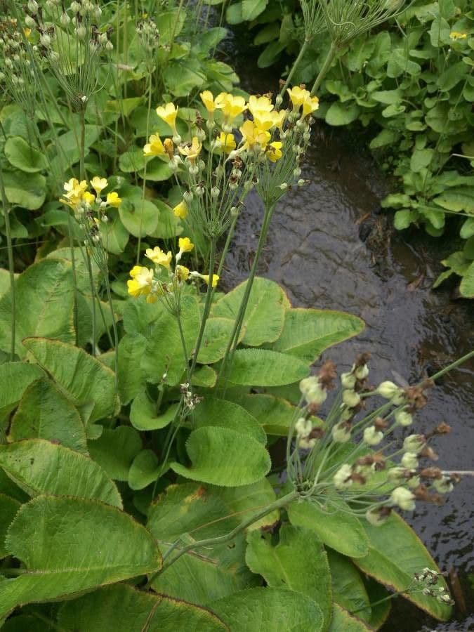 Primula di Florinda 7