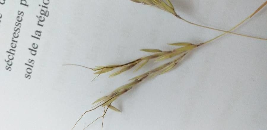 Bromus squarrosus 16