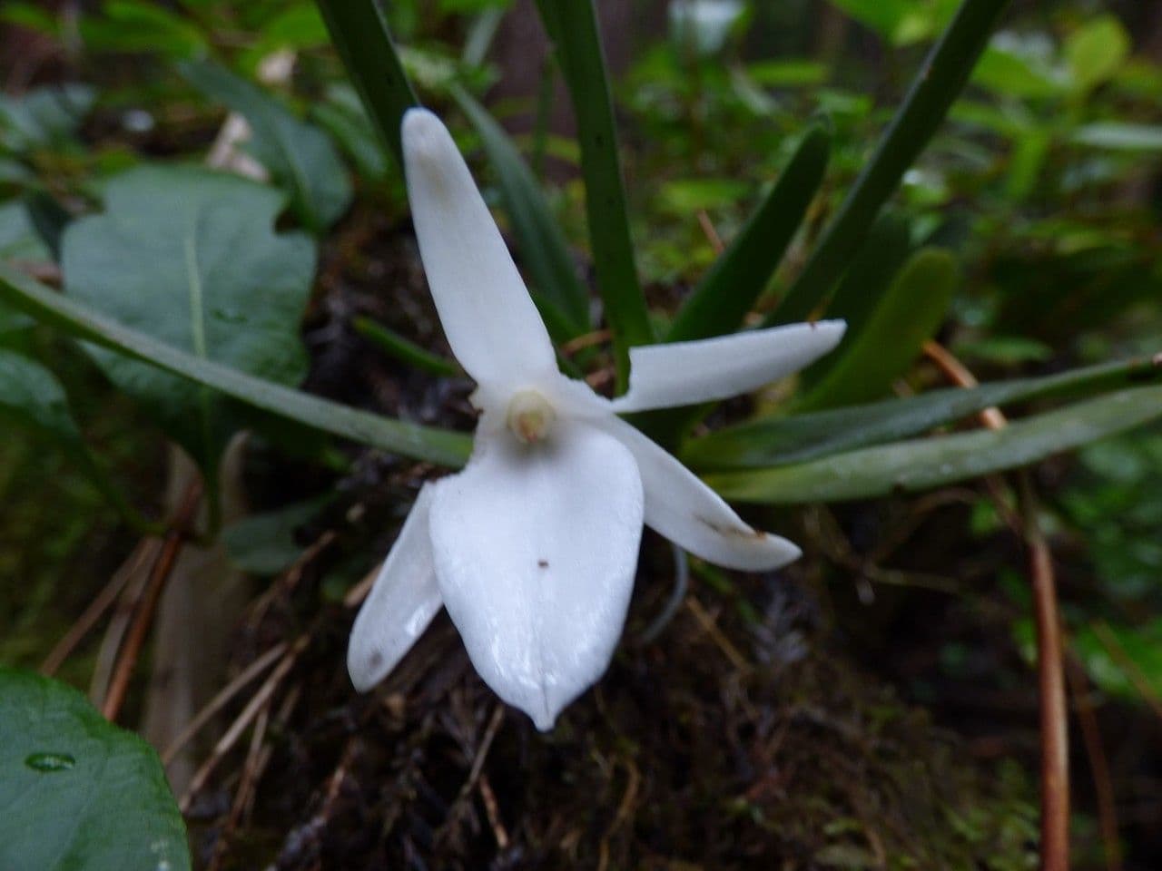 Angraecum 4