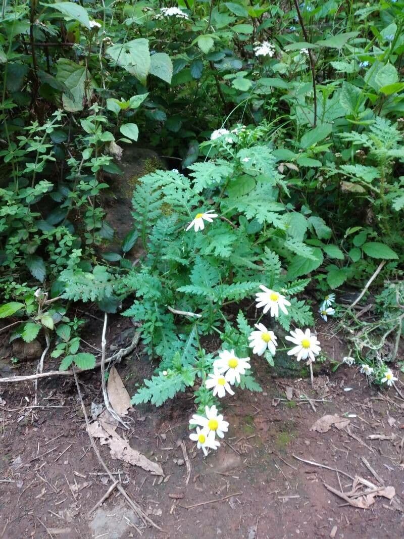 Argyranthemum 10