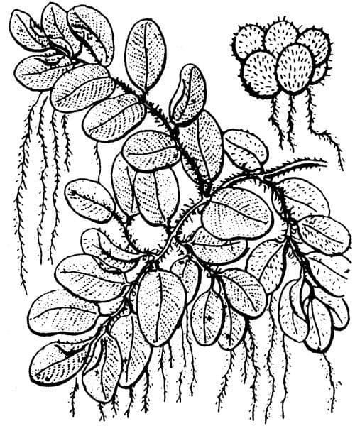 Salvinia natans 16