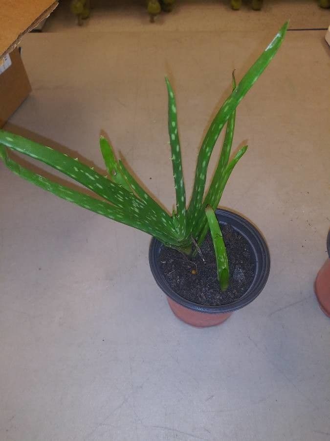 Echte Aloe 12