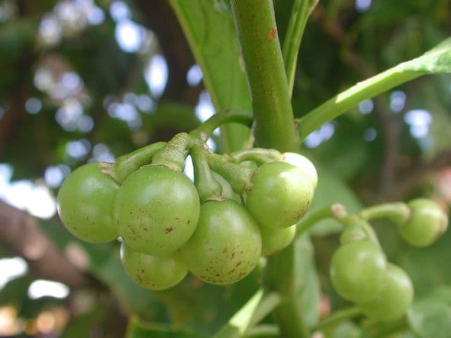 Solanum nudo 2