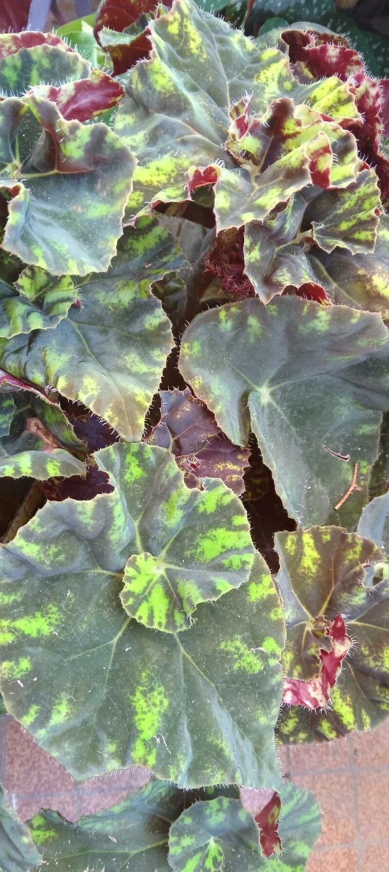 Begonia 9