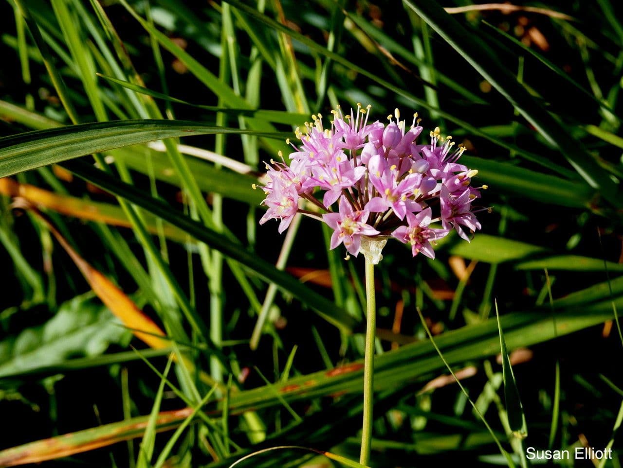 Sternknoblauch 5
