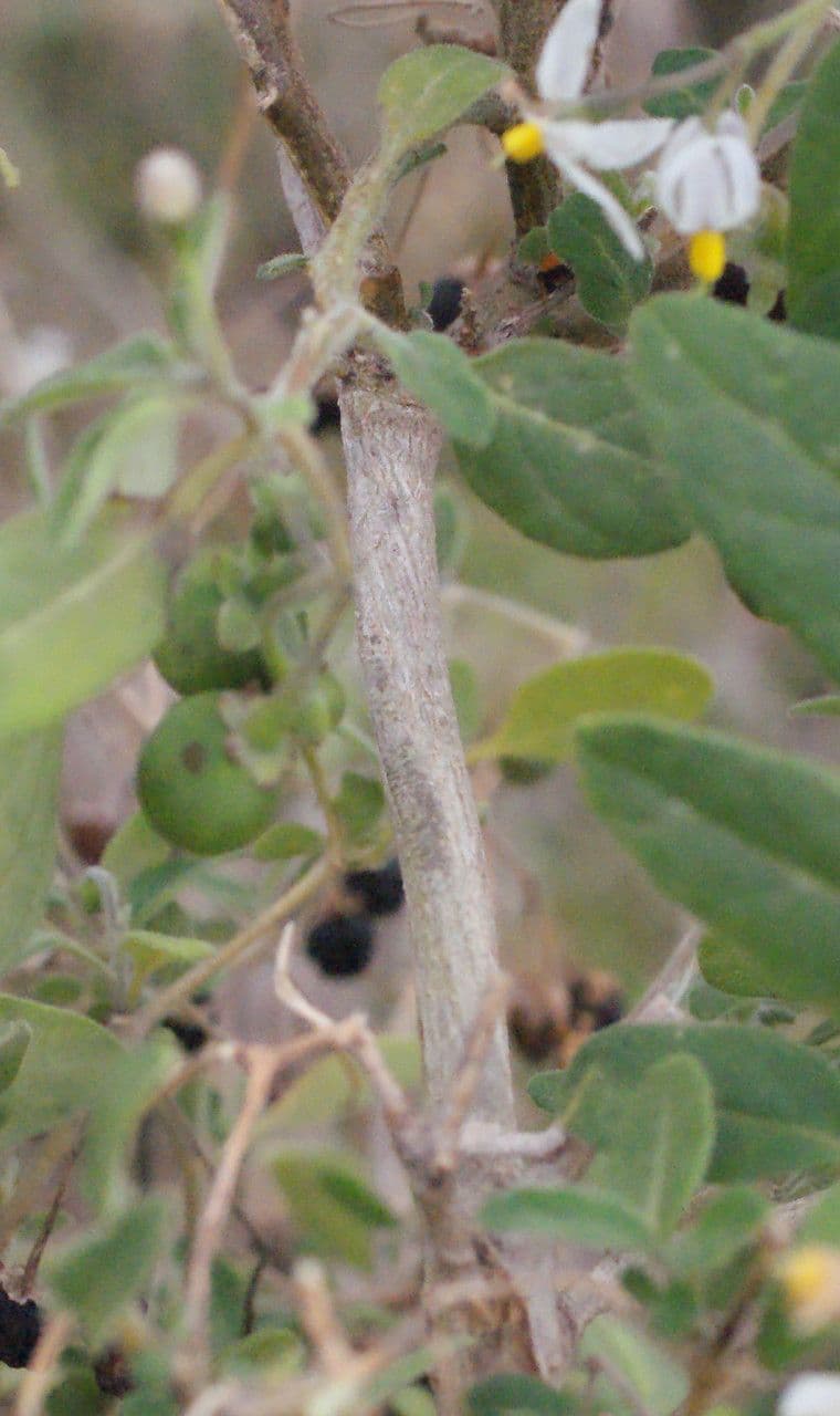 Solanum chenopodioides 24