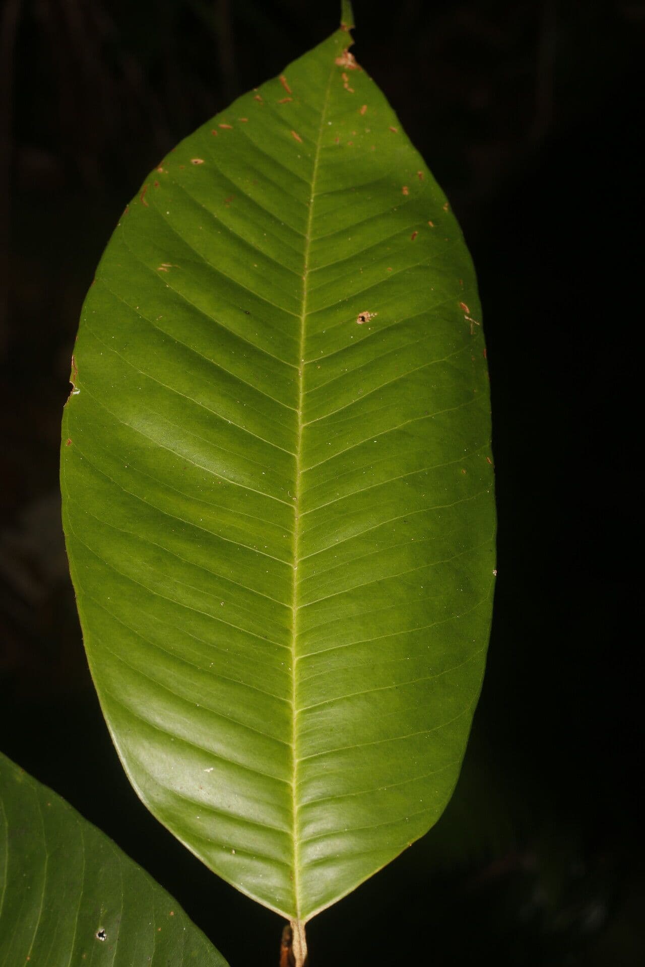 Micropholis 2