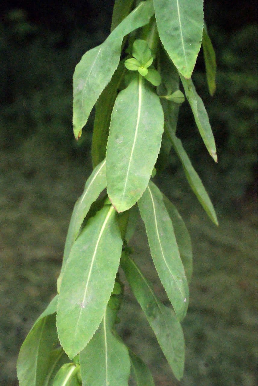 Irisches Wolfsmilch 27