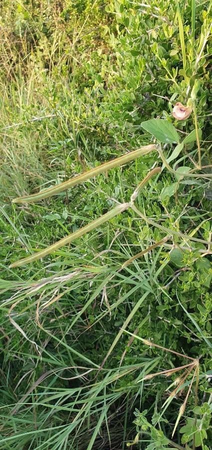 Vigna vexillata 5
