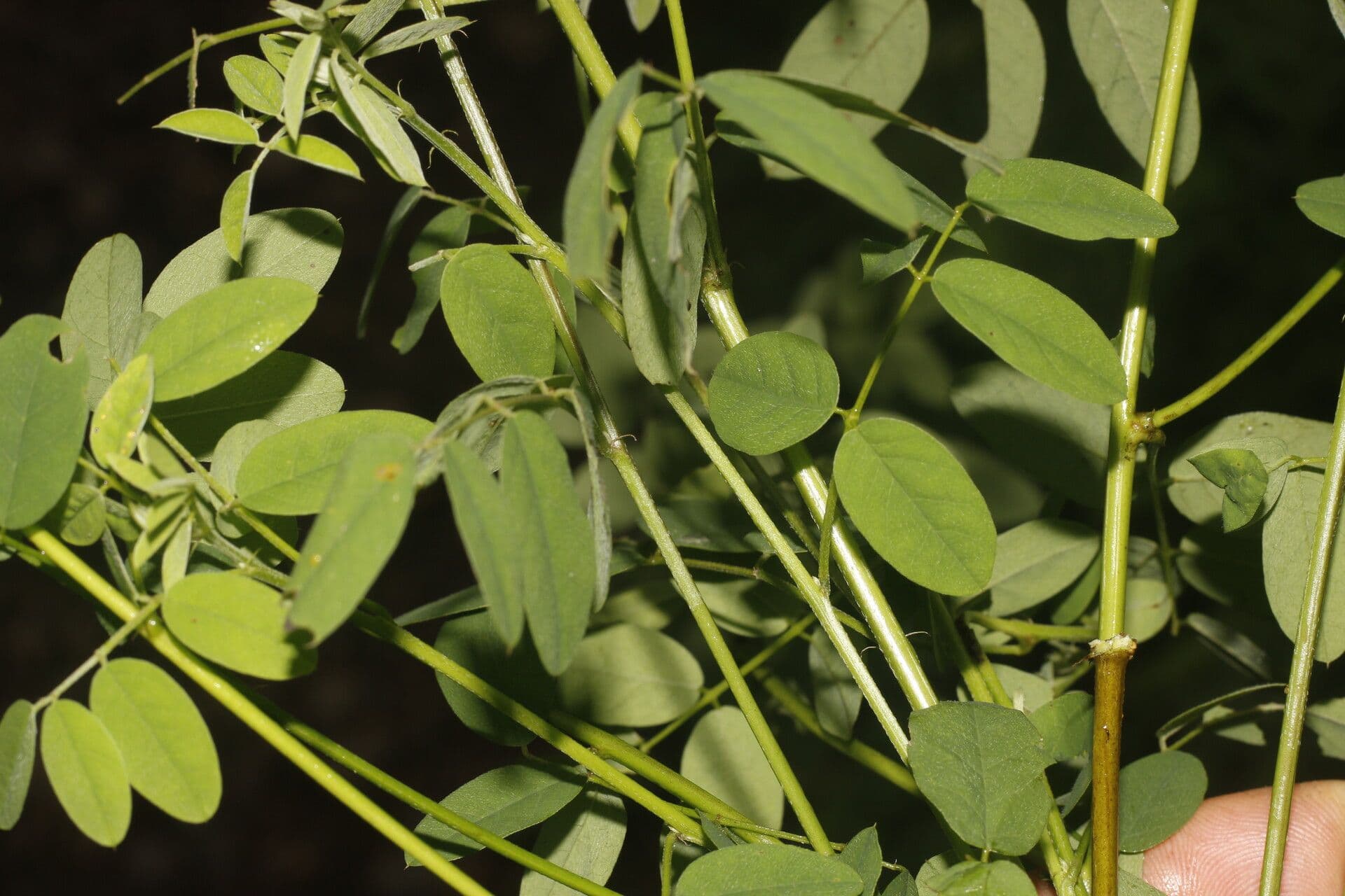 Indigofera 3