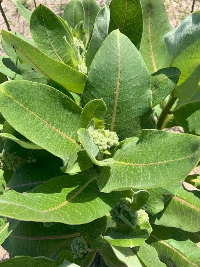 Asclépiade à fleurs vertes 19