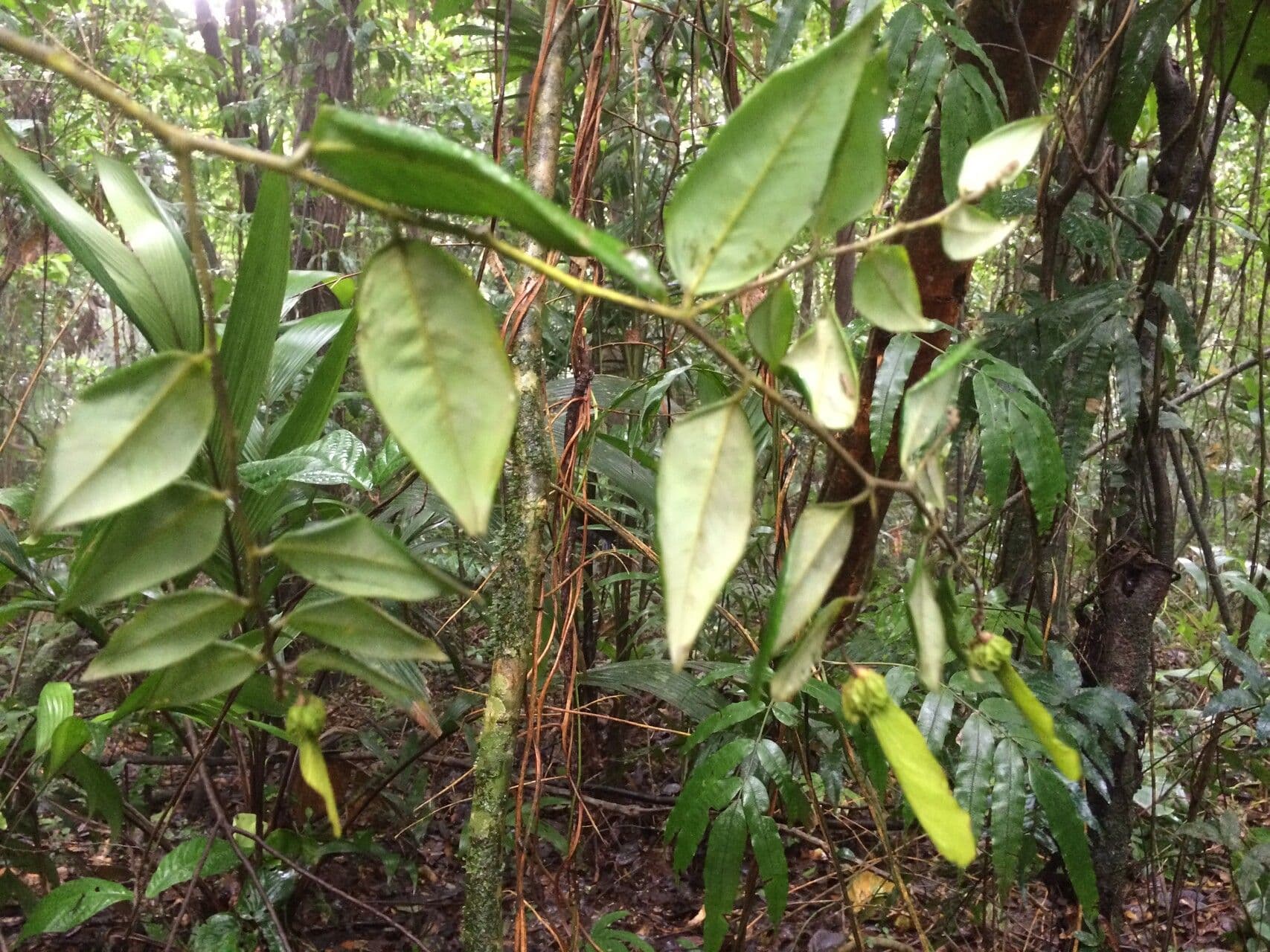 Securidaca 7