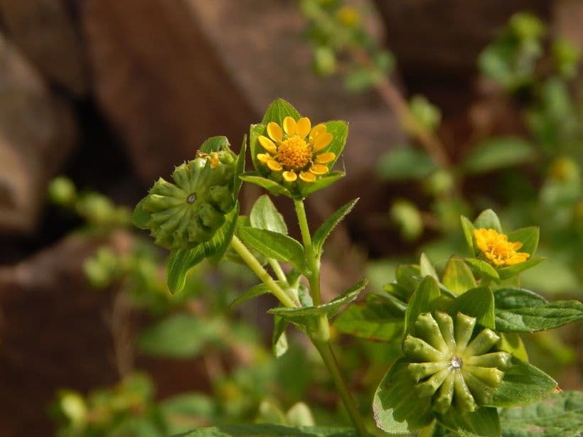 Melampodium 8