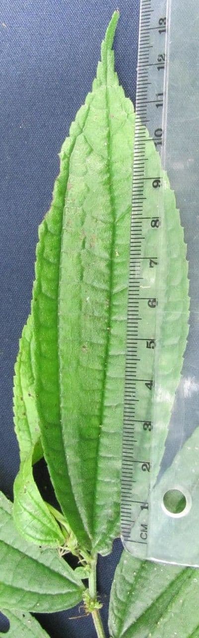 Boehmeria à feuilles d'orme 5