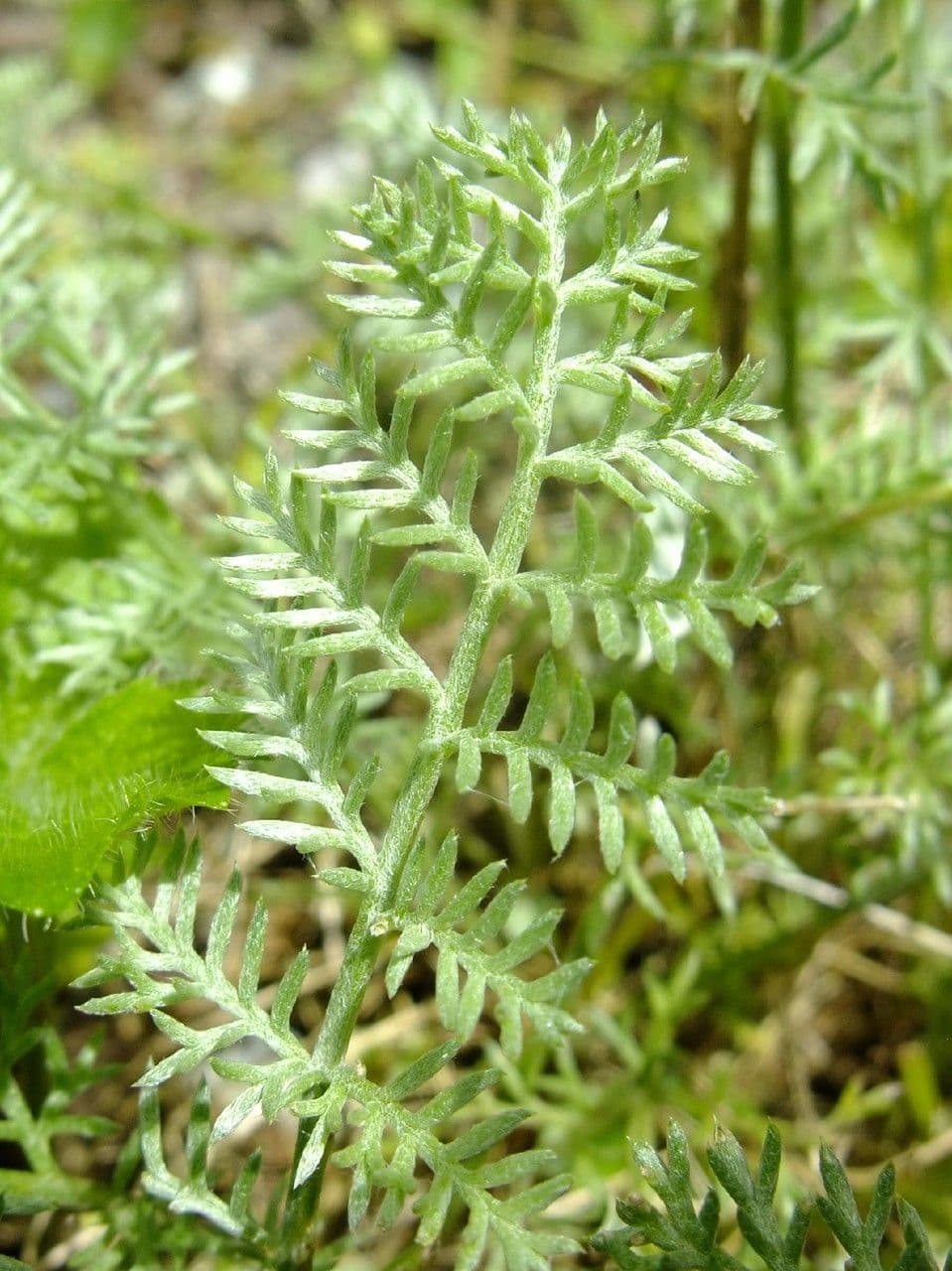 Camomilla 6