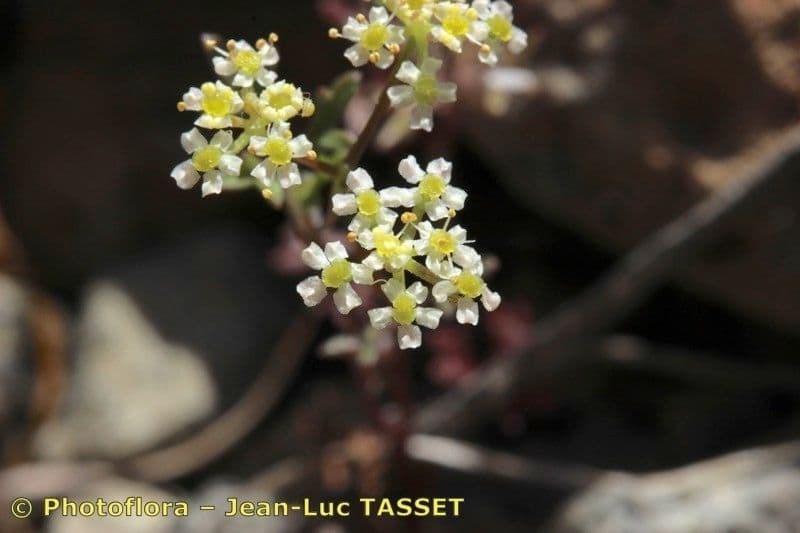 Stoibrax dichotomum 4