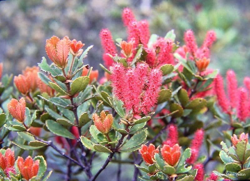 Cunonia 4