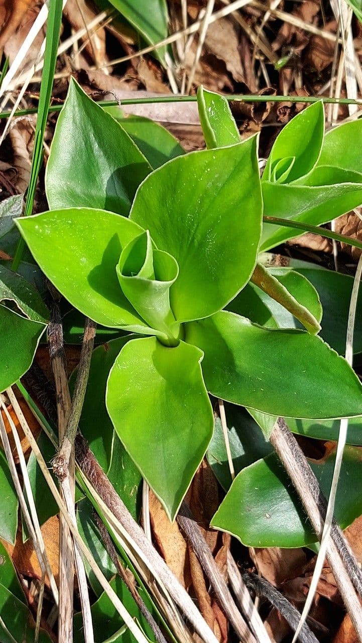 Primula 8