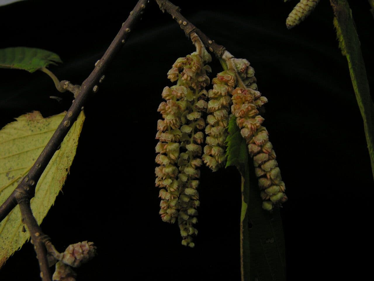 Himalayan hazel