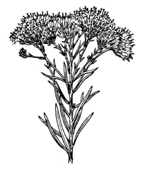 Astrička linosiris 25