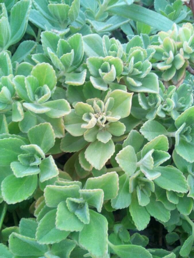 Cuban-oregano 20
