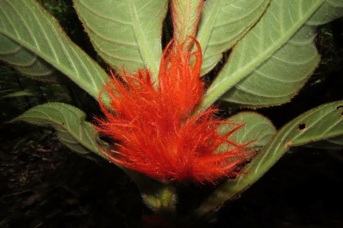 Columnea 9