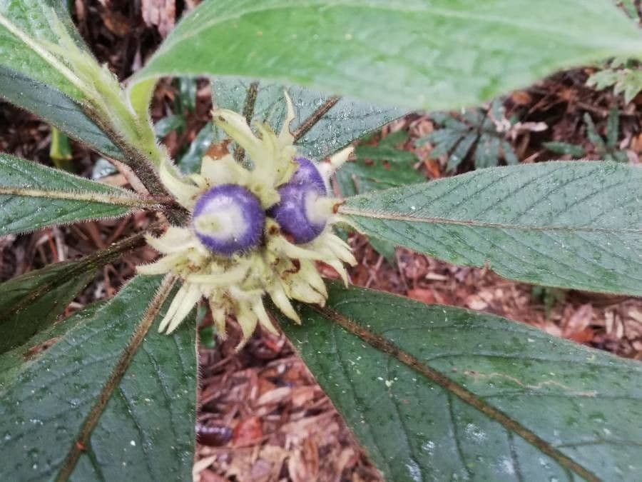 Psychotria