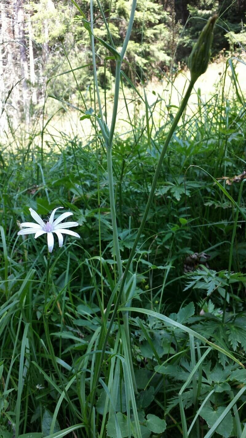 Podospermum 10