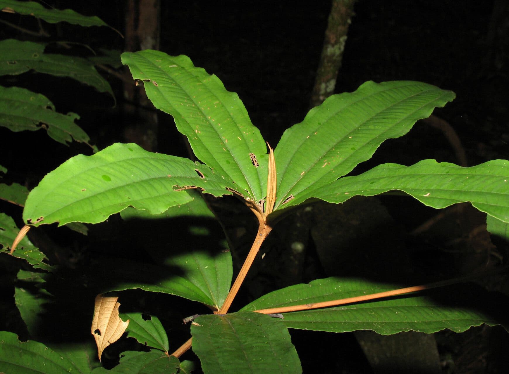 Miconia 2