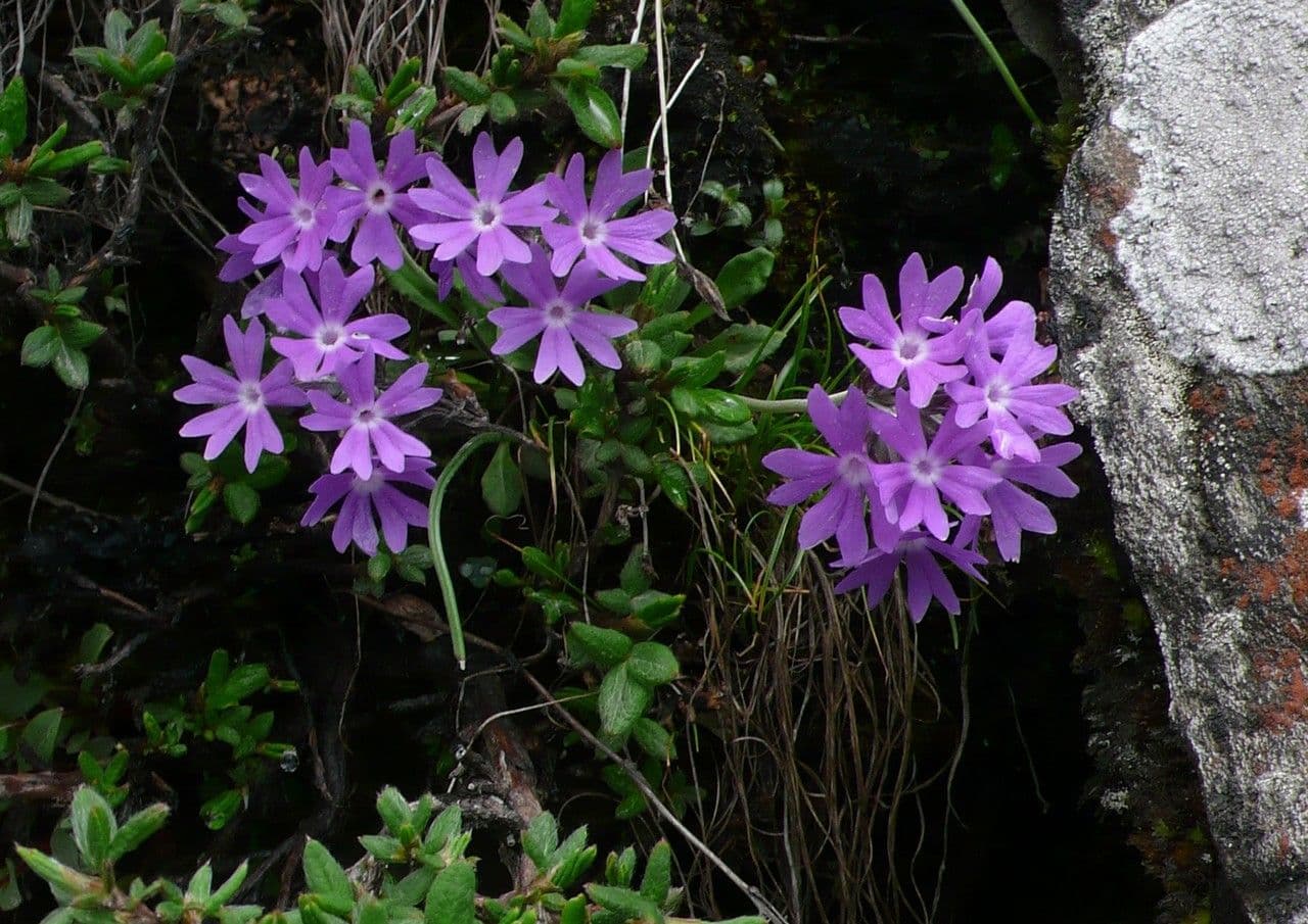 Primula 2