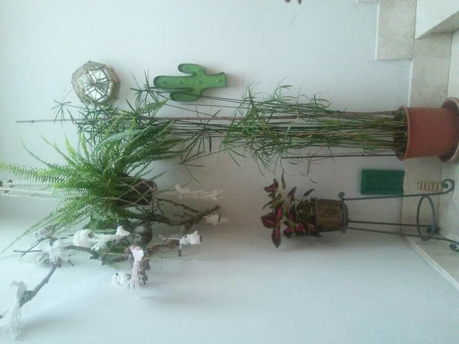 Papyrusstaude 30