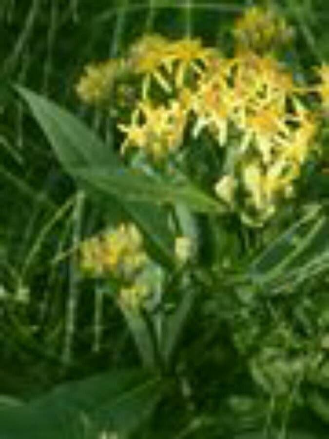 Senecio 15